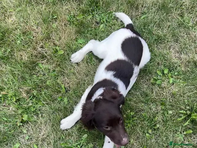 English Springer Spaniel dogs for sale: Gorgeous English Springer Spaniels - Advert 2