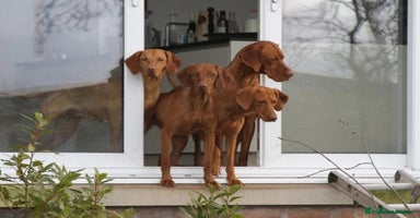 Hungarian Vizsla dogs - Advert 15
