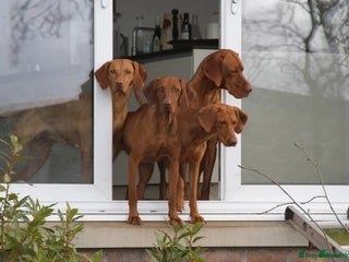 Hungarian Vizsla dogs - Advert 12