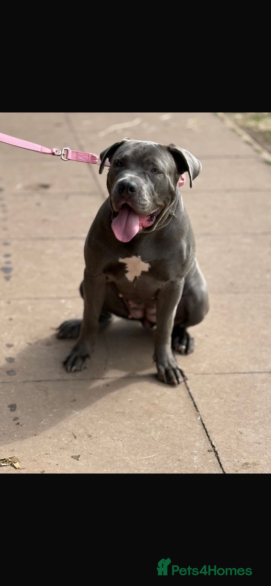 Mixed Breed dogs Male Cane Corso  - Advert 2