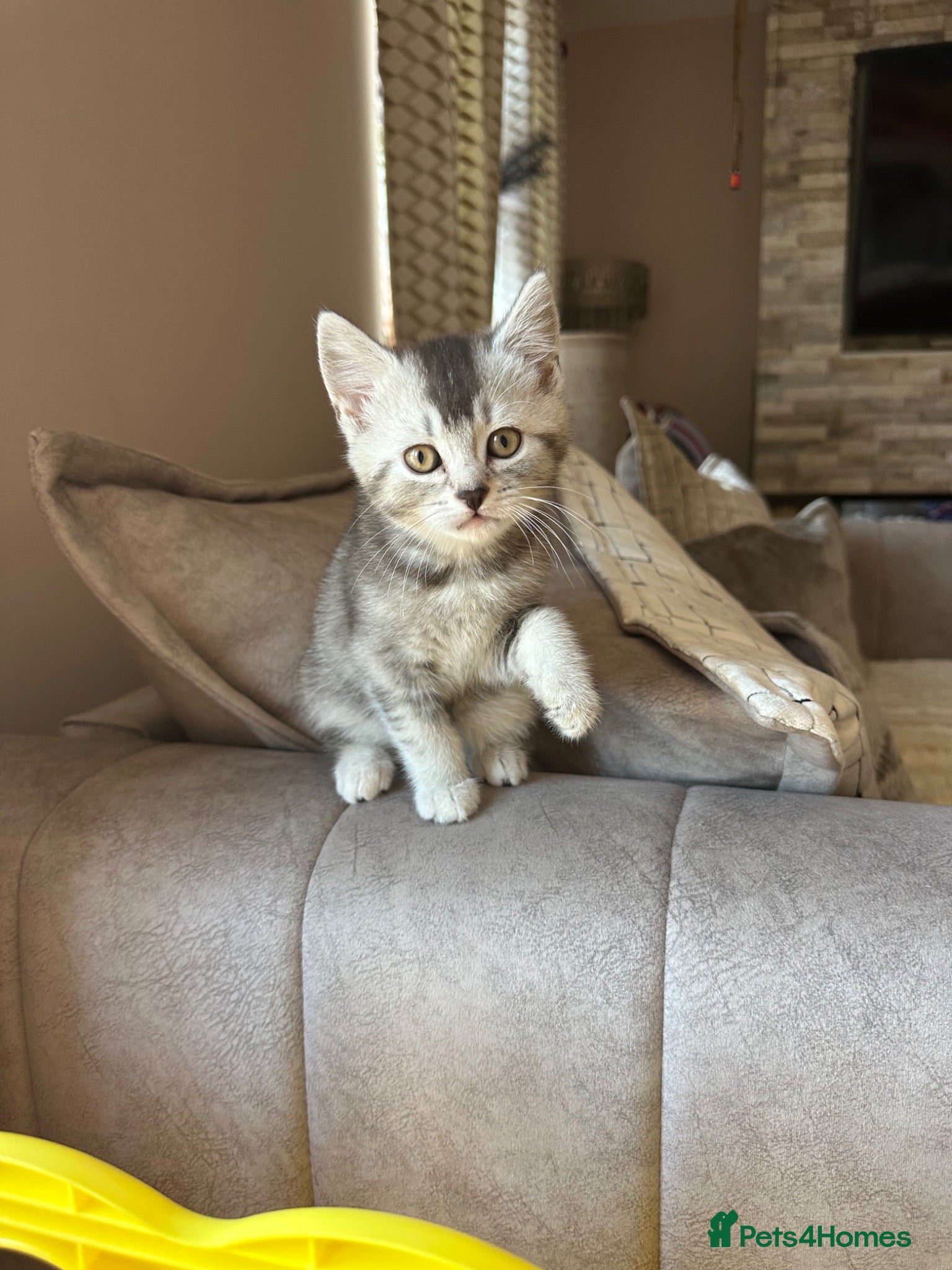 Mixed Breed cats British short hair x domestic shorthair  - Advert 10