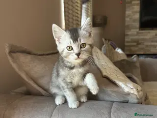 Mixed Breed cats British short hair x domestic shorthair - Advert 10