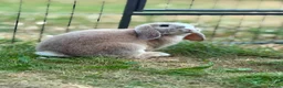 Mini Lop rabbits for sale: Two rabbits and set up  in Stowmarket - Advert 14
