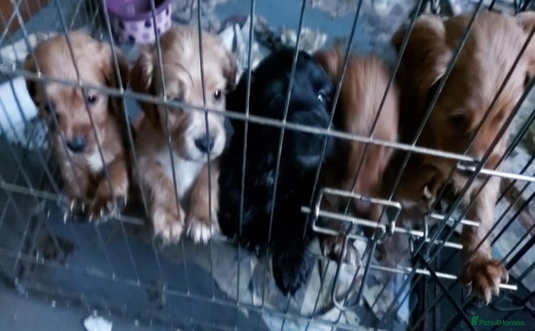 Cocker Spaniel dogs - Advert 13
