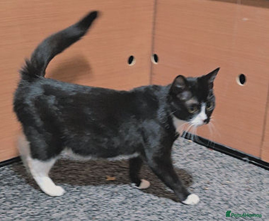 Mixed Breed cats for adoption: IRMARNI - Advert 1