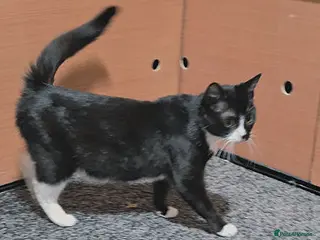 Mixed Breed cats IRMARNI - Advert 4