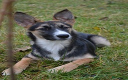 Mixed Breed dogs for adoption: ❤️🐶Busia- 6(7) month lower-medium girl ❤️🐶 - Advert 5