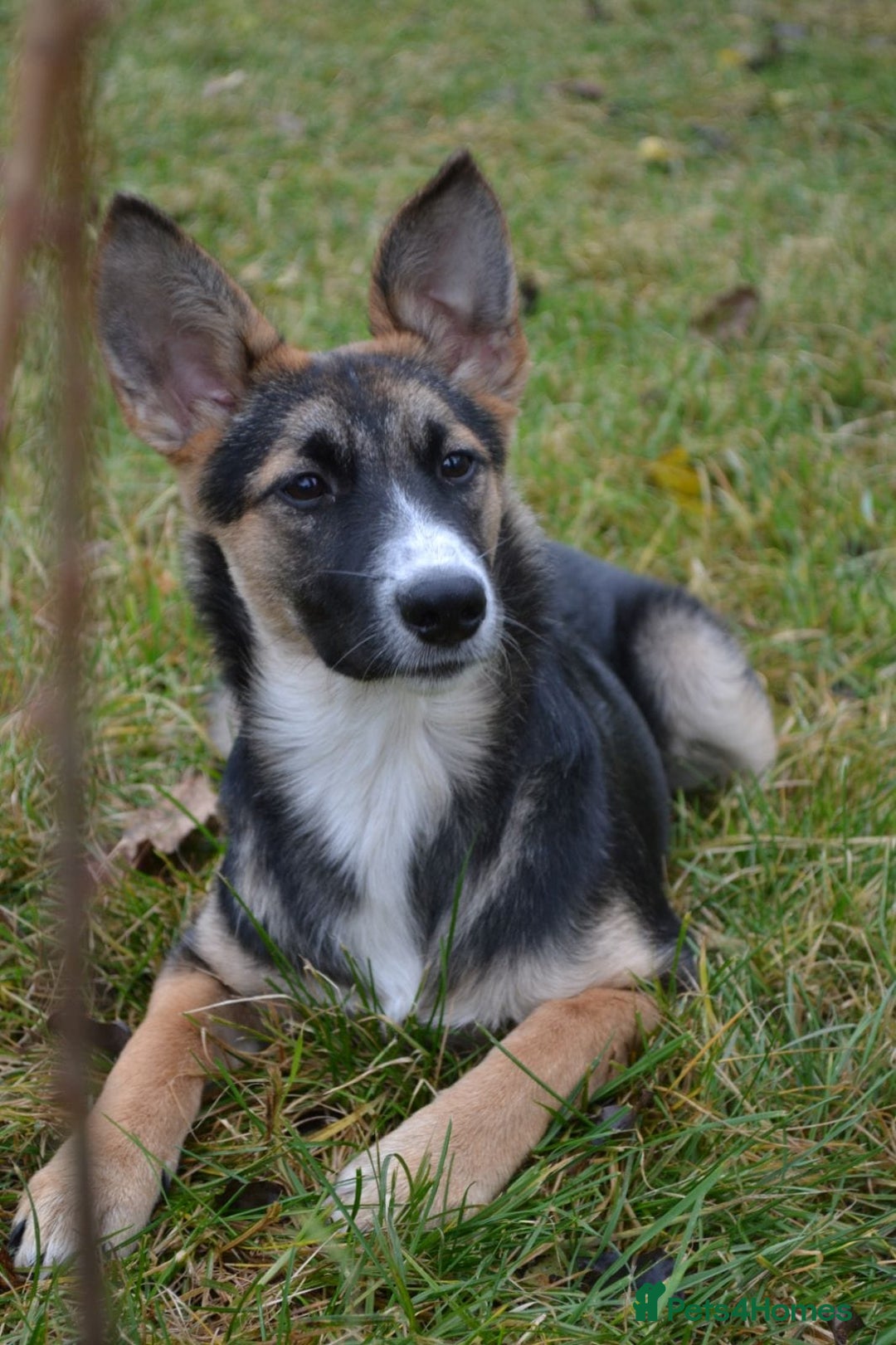 Mixed Breed dogs for adoption: ❤️🐶Busia- 6(7) month lower-medium girl ❤️🐶 - Advert 5