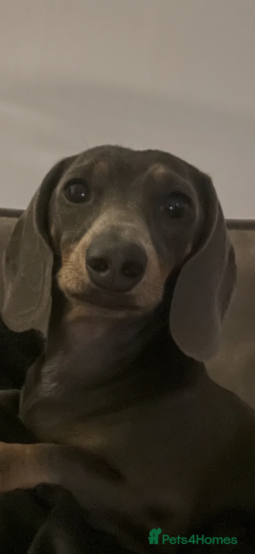 Miniature Dachshund dogs for sale: Miniature short haired dachshund in Nottingham - Advert 1