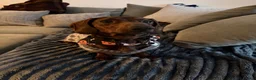 Dachshund dogs for stud: Standard smooth-haired Dachshund for Stud - Advert 4