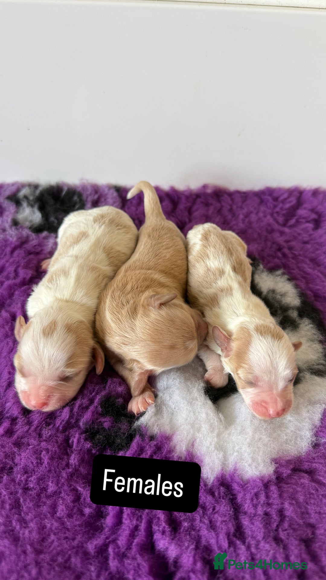 Cavapoo dogs for sale: F1 miniature cavapoos  - Image 2