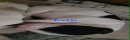Mixed Breed dogs for sale: Cockerpoo in Kilmarnock - Advert 2
