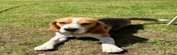 Beagle dogs for sale: Buddy boy  - Advert 4
