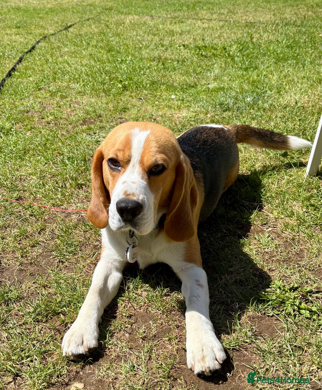 Beagle dogs for sale: Buddy boy  - Advert 4