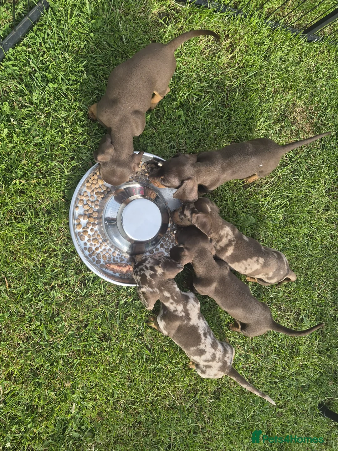Miniature Dachshund dogs for sale: KC REGISTERED QUALITY PUPS  - Advert 11