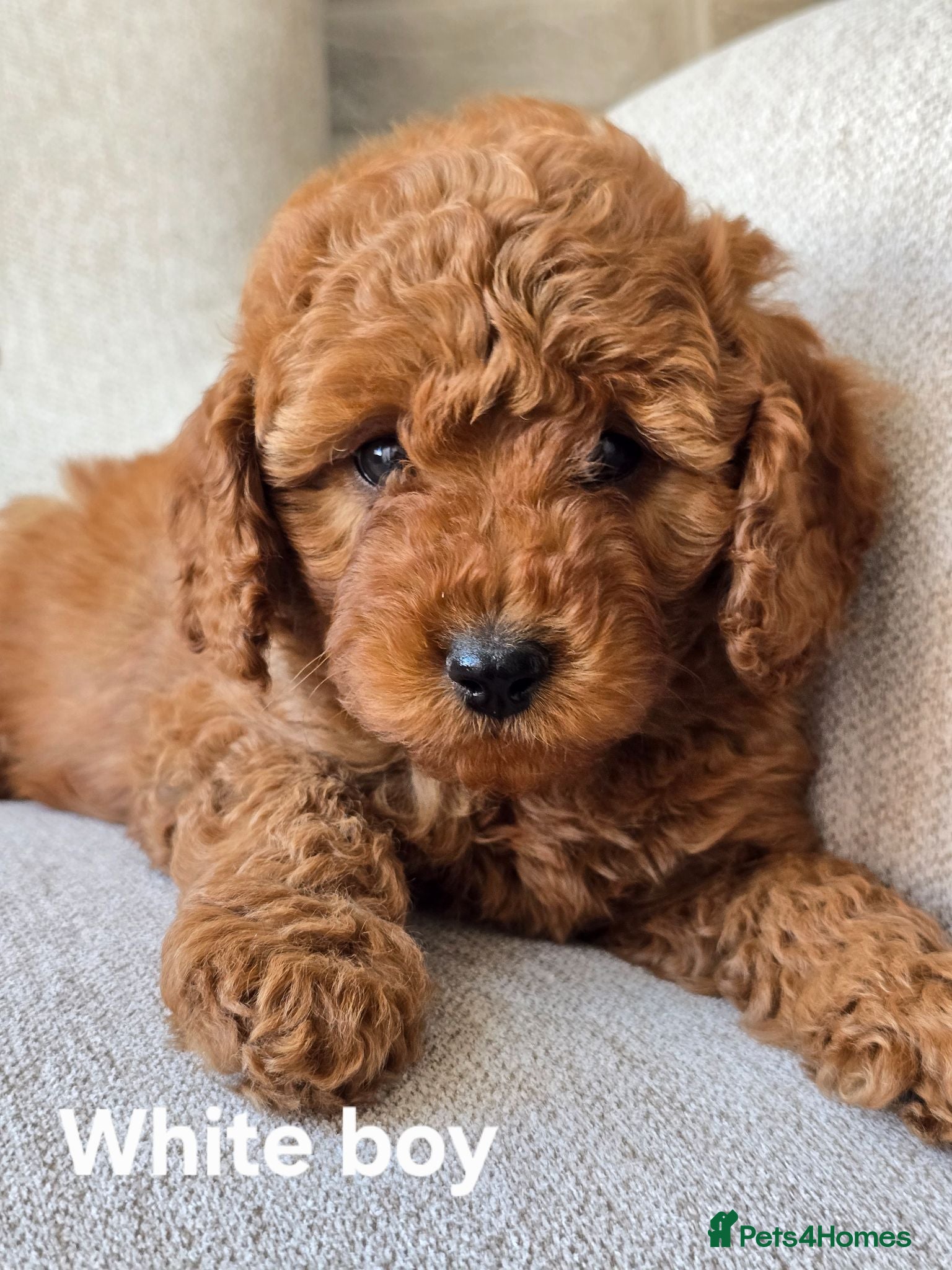 Cavapoo dogs ❤️Cavapoo F1b❤️ DNA tested  - Advert 2