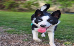 Border Collie dogs for sale: Half trained female Border collie - Image 4