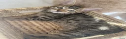 Bengal cats for sale: 🐯💕💙 beautiful rosette bengal kittens 💕💙🐯 - Advert 5