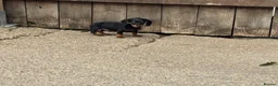 Miniature Dachshund dogs for sale: Miniature dachshunds - Advert 18