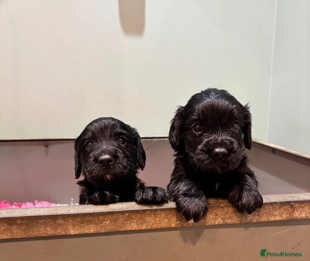 Cocker Spaniel dogs for sale: KC Reg working cocker pups - Advert 1