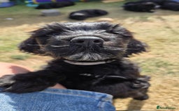 Portuguese Water Dog dogs for sale: Portuguese Water Dog Puppies available now - Image 2