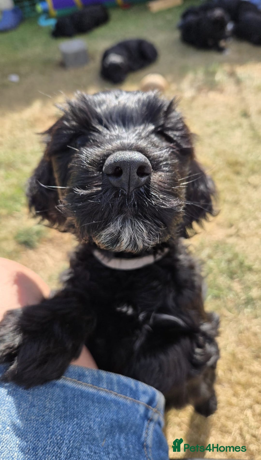 Portuguese Water Dog dogs for sale: Portuguese Water Dog Puppies available now - Image 2
