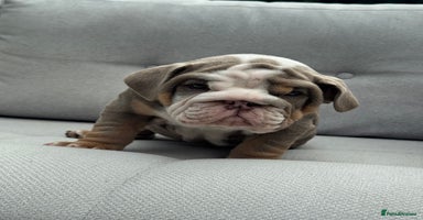 English Bulldog dogs - Advert 5