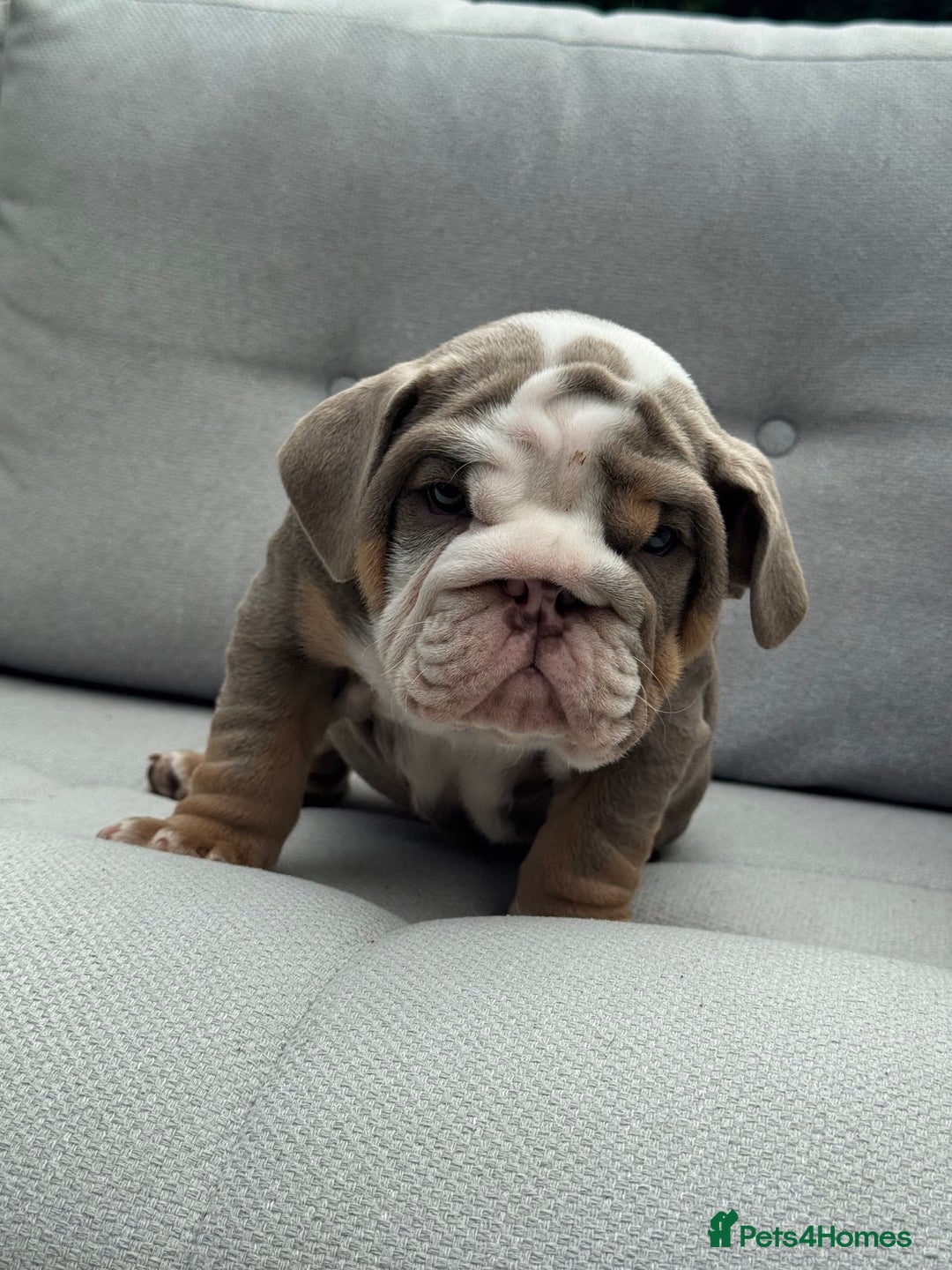 English Bulldog dogs for sale: Pistol Pete x nemisis male pup ‼️💣‼️🧬 - Image 2