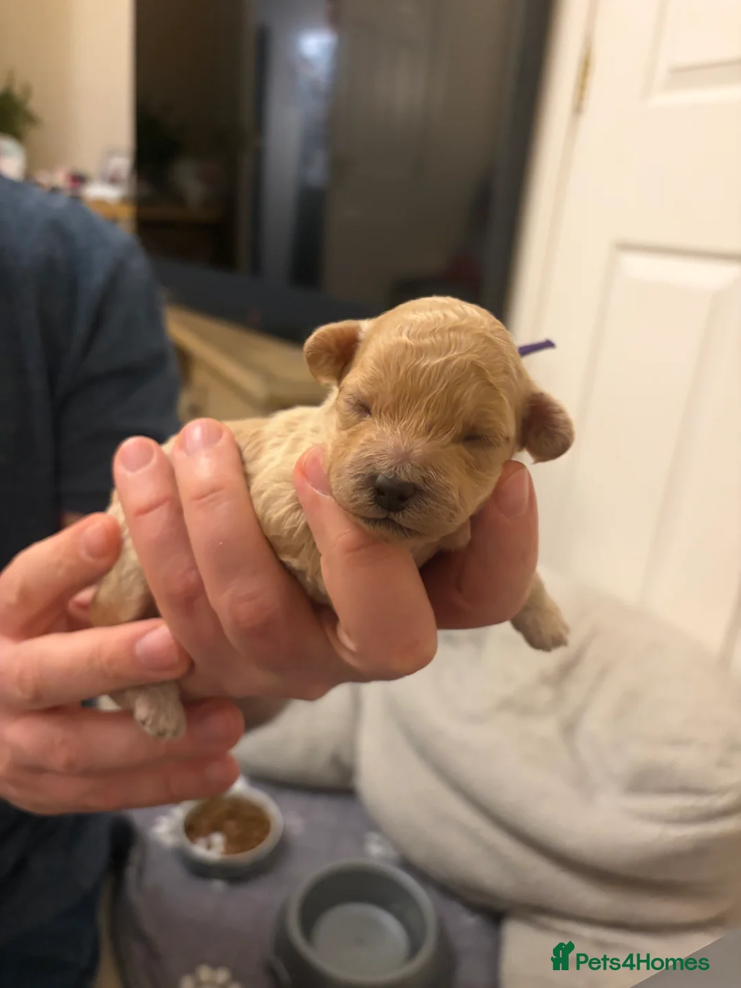 Mixed Breed dogs for sale: 5 Beautiful Poochon Puppies For Sale - Advert 17