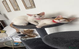 Domestic Shorthair cats for sale: Beautiful kittens ready to go - Image 4