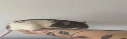 Rat rodents for sale: Two Beautiful Male Rats and Free Cage - Advert 3
