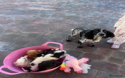 Cocker Spaniel dogs for sale: Cocker spaniels  - Image 2