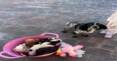 Cocker Spaniel dogs - Advert 6