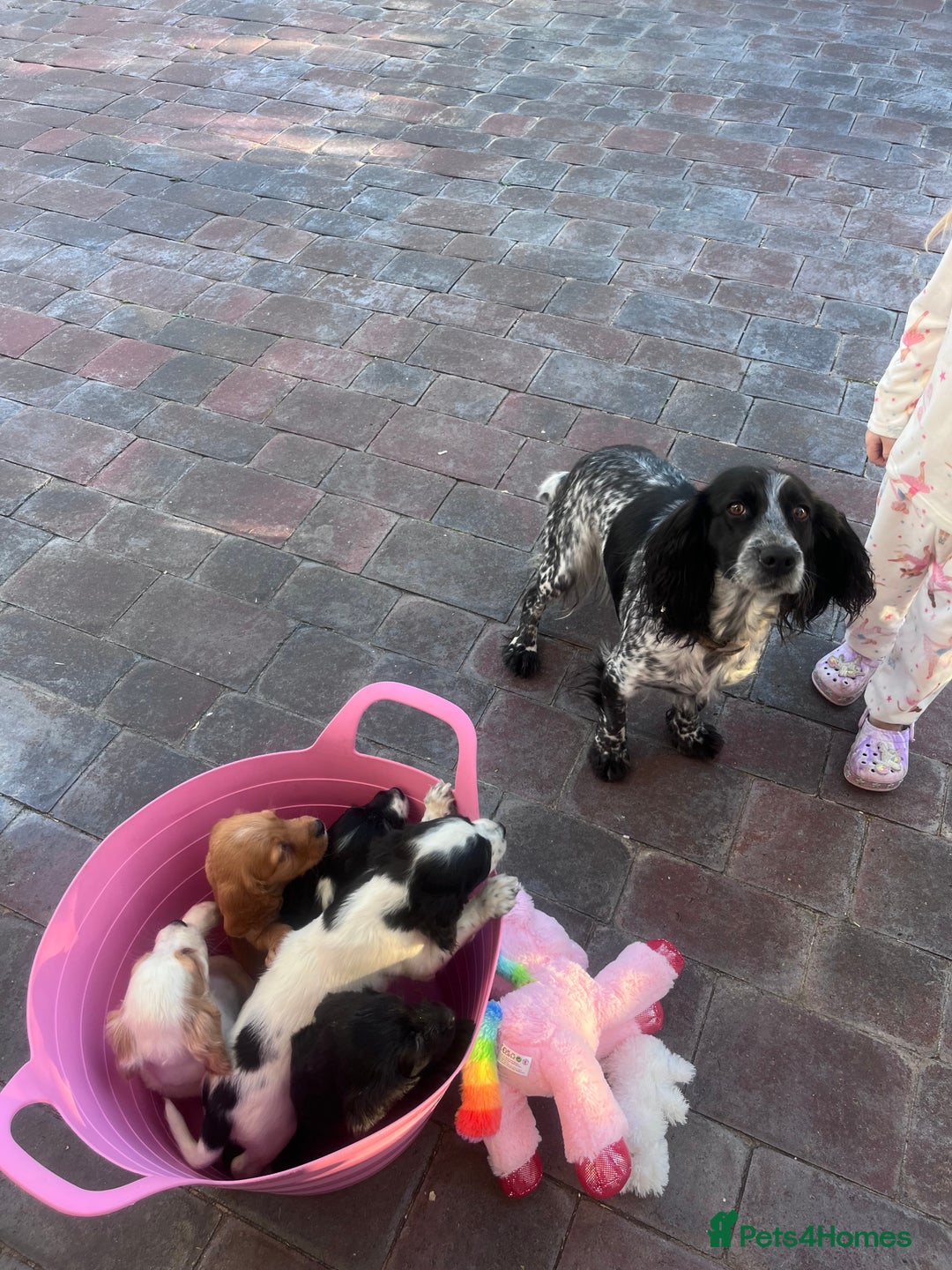 Cocker Spaniel dogs for sale: Cocker spaniels  - Image 2