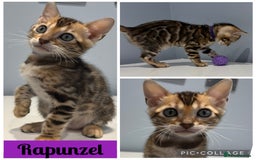 Bengal cats for sale: READY NOW beautiful Bengal Girl kittens TICA reg - Advert 4