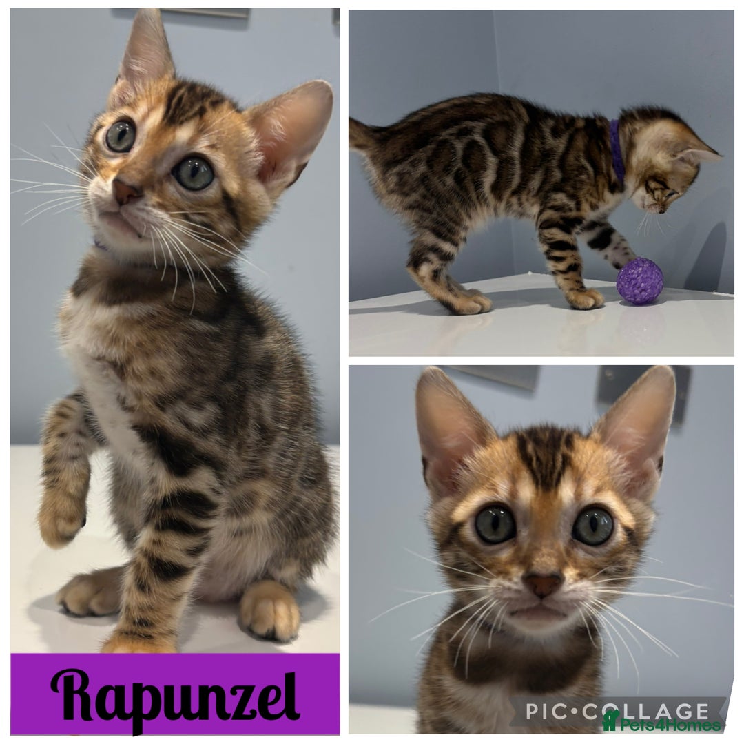 Bengal cats for sale: READY NOW beautiful Bengal Girl kittens TICA reg - Advert 4