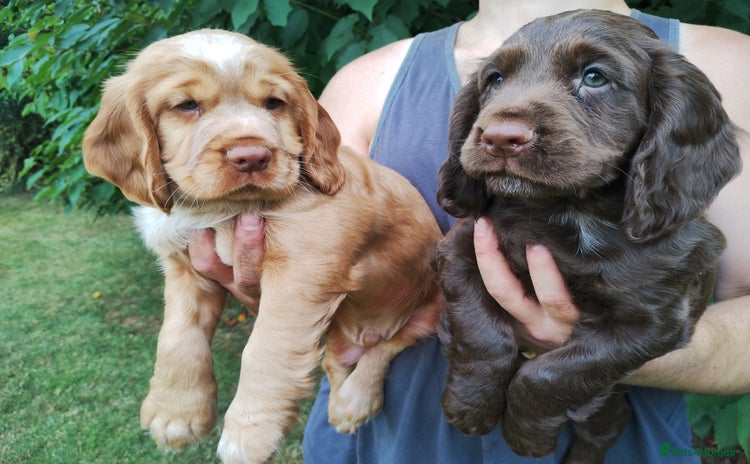 Cocker Spaniel dogs - Advert 12