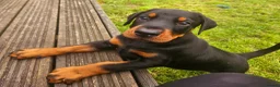 Dobermann dogs for sale: Stunning Male Puppy Available,  Champion lines - Advert 3