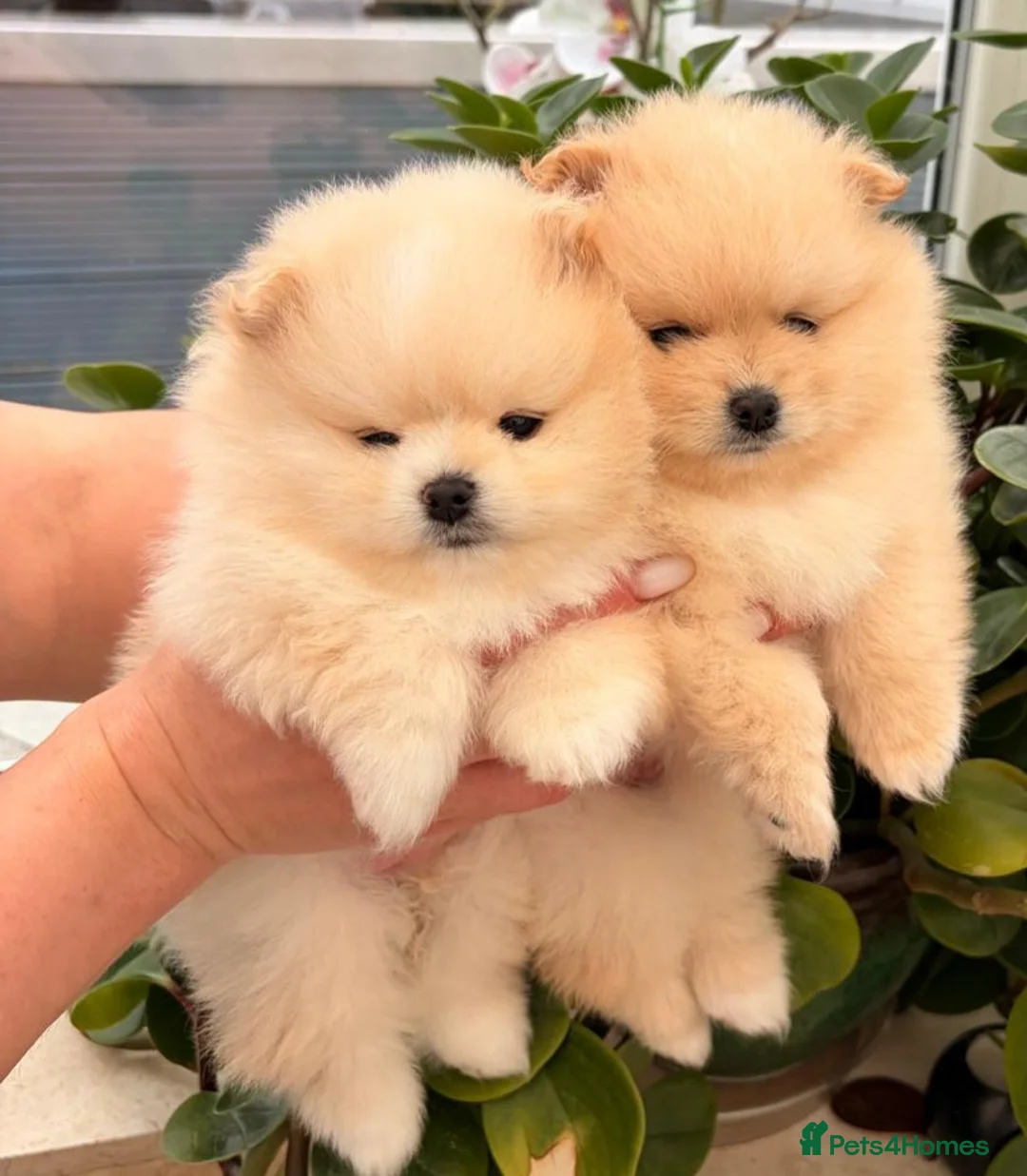 Pomeranian dogs for sale: Stunning cream Teddy purebreed Russian/Ukrainian🌟 - Advert 6