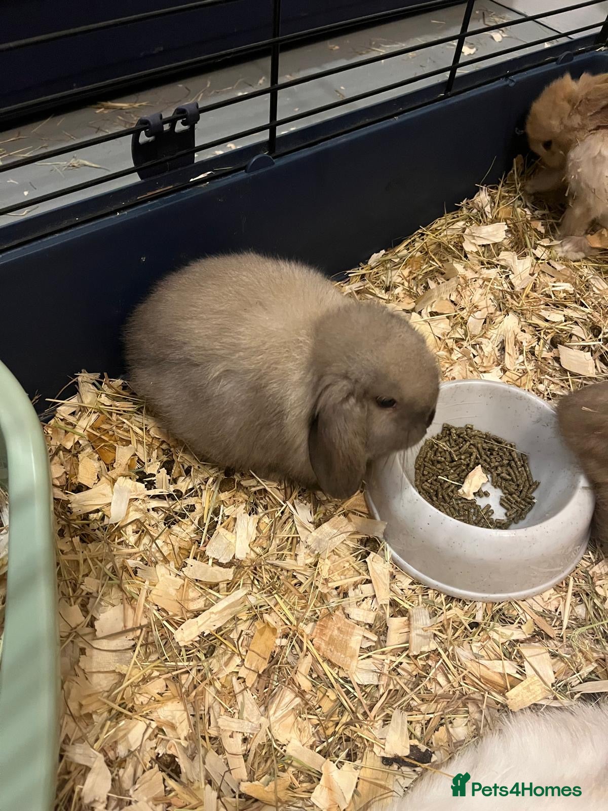 Mini Lop rabbits Gorgeous Mini Lops - Advert 5