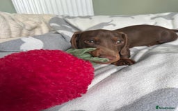 Dachshund dogs for sale: PERFECT MINIATURE DACHSHUNDS BABIES 🐶 - Image 11