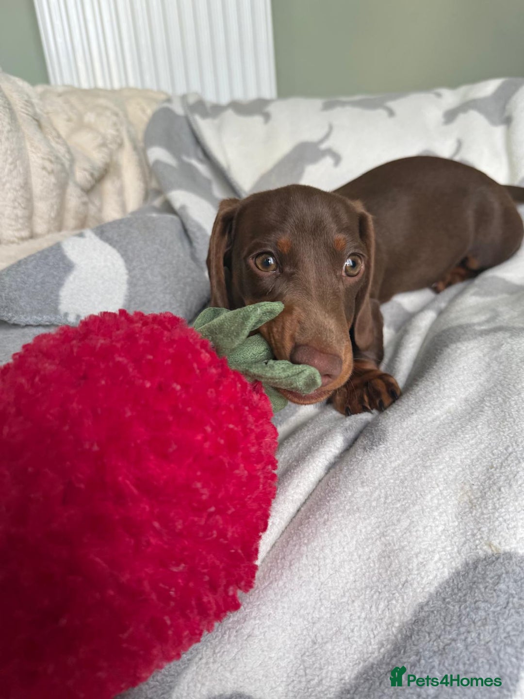 Dachshund dogs for sale: PERFECT MINIATURE DACHSHUNDS BABIES 🐶 - Image 11
