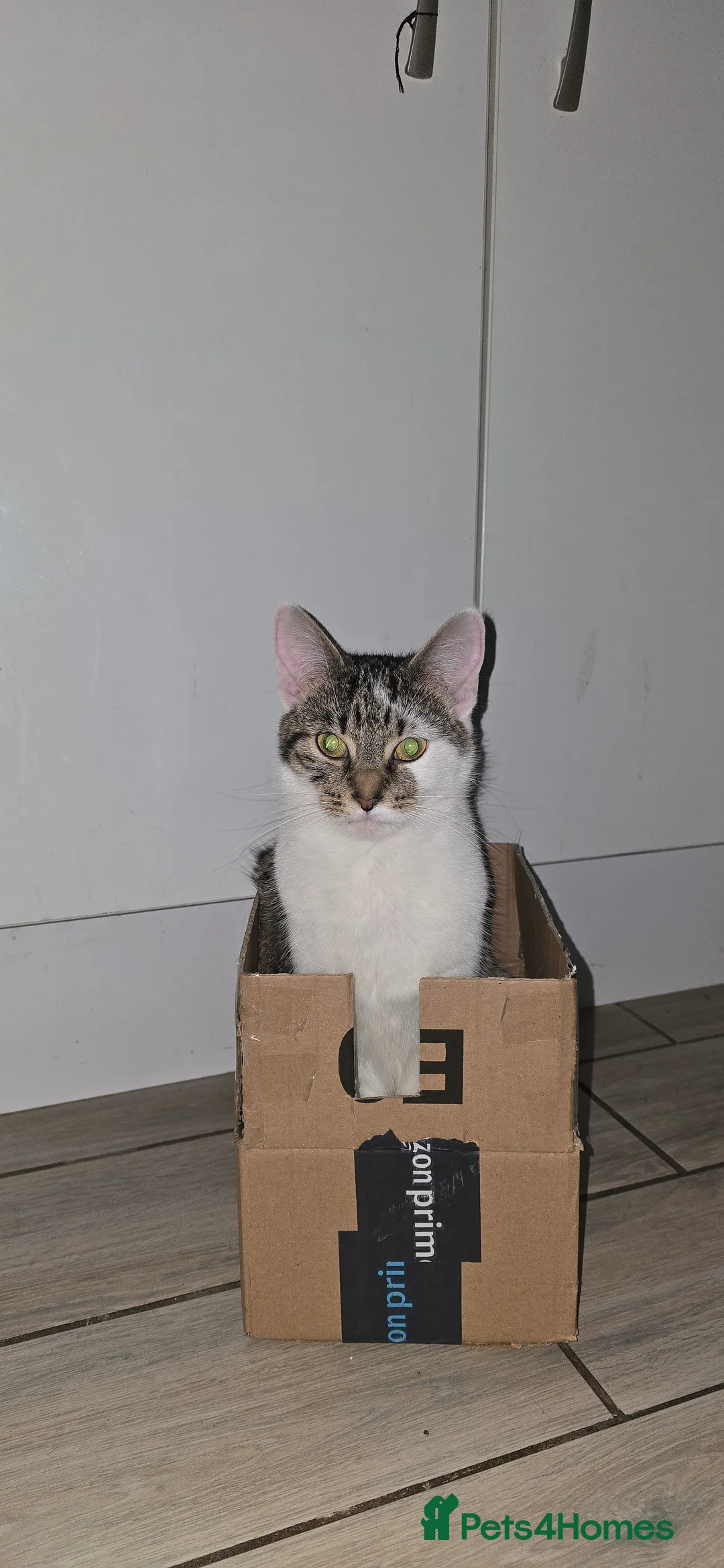 British Shorthair cats for sale: Shorthair  - Advert 9