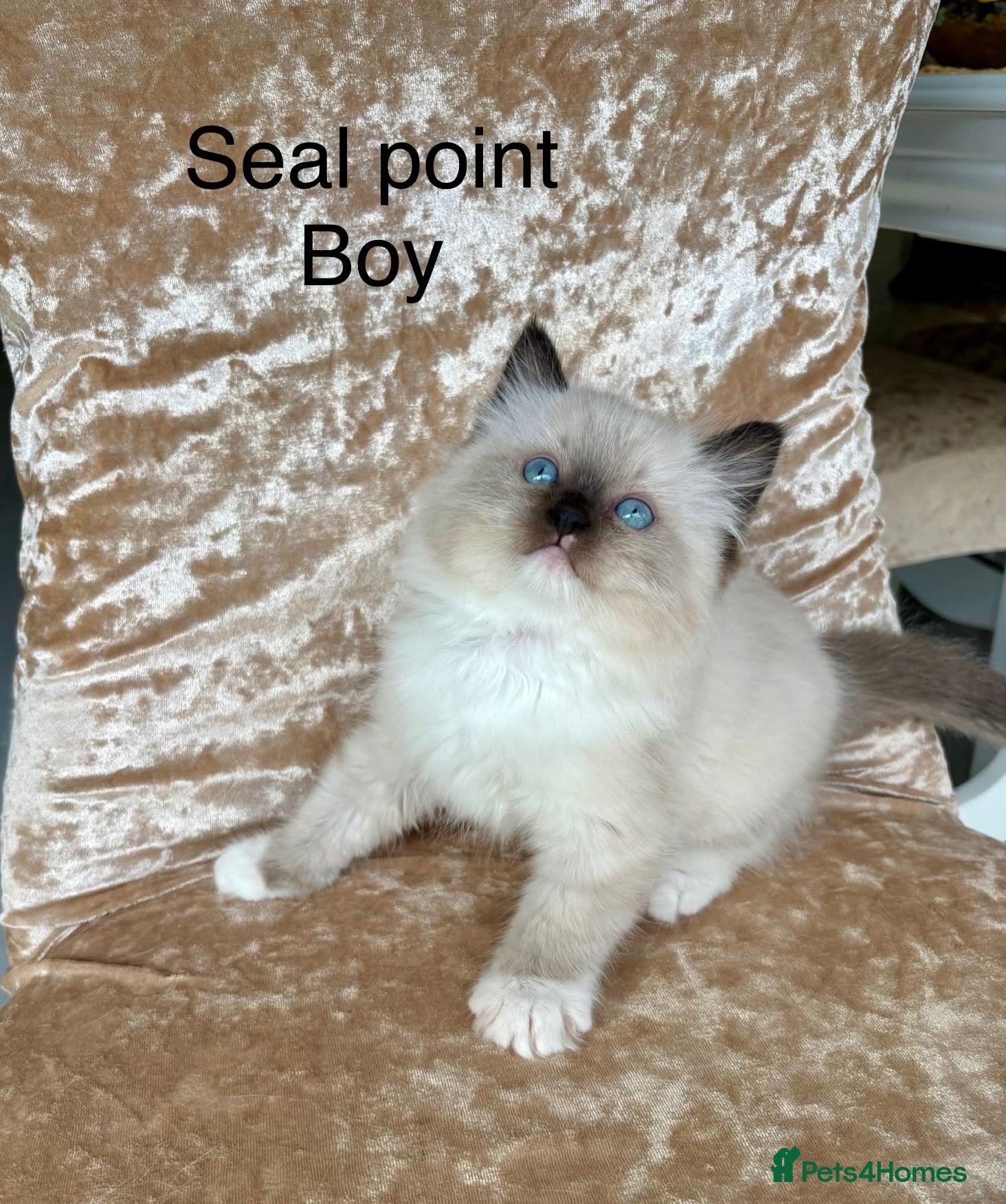 Ragdoll cats Beautiful ragdoll kittens  - Advert 1