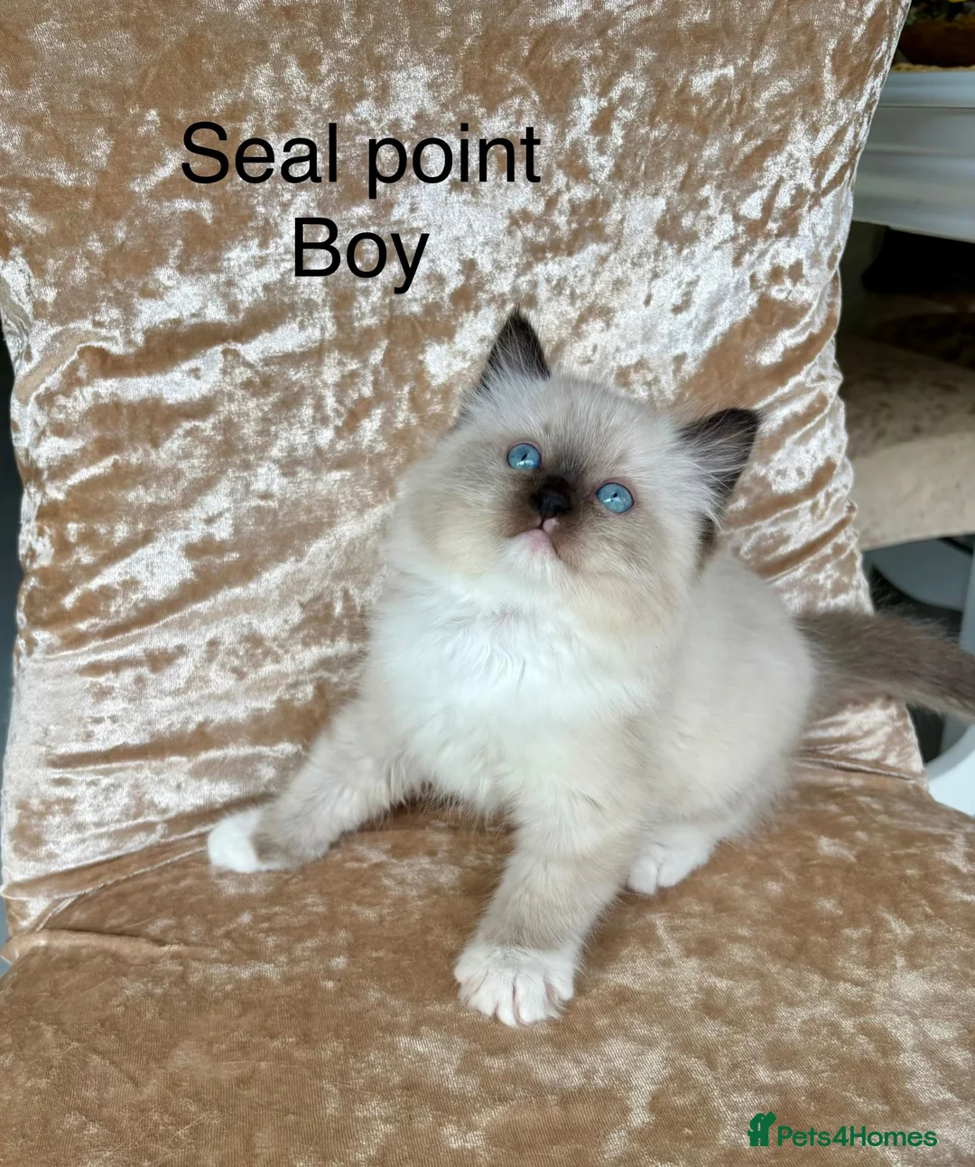 Ragdoll cats for sale: Beautiful ragdoll kittens  - Advert 1