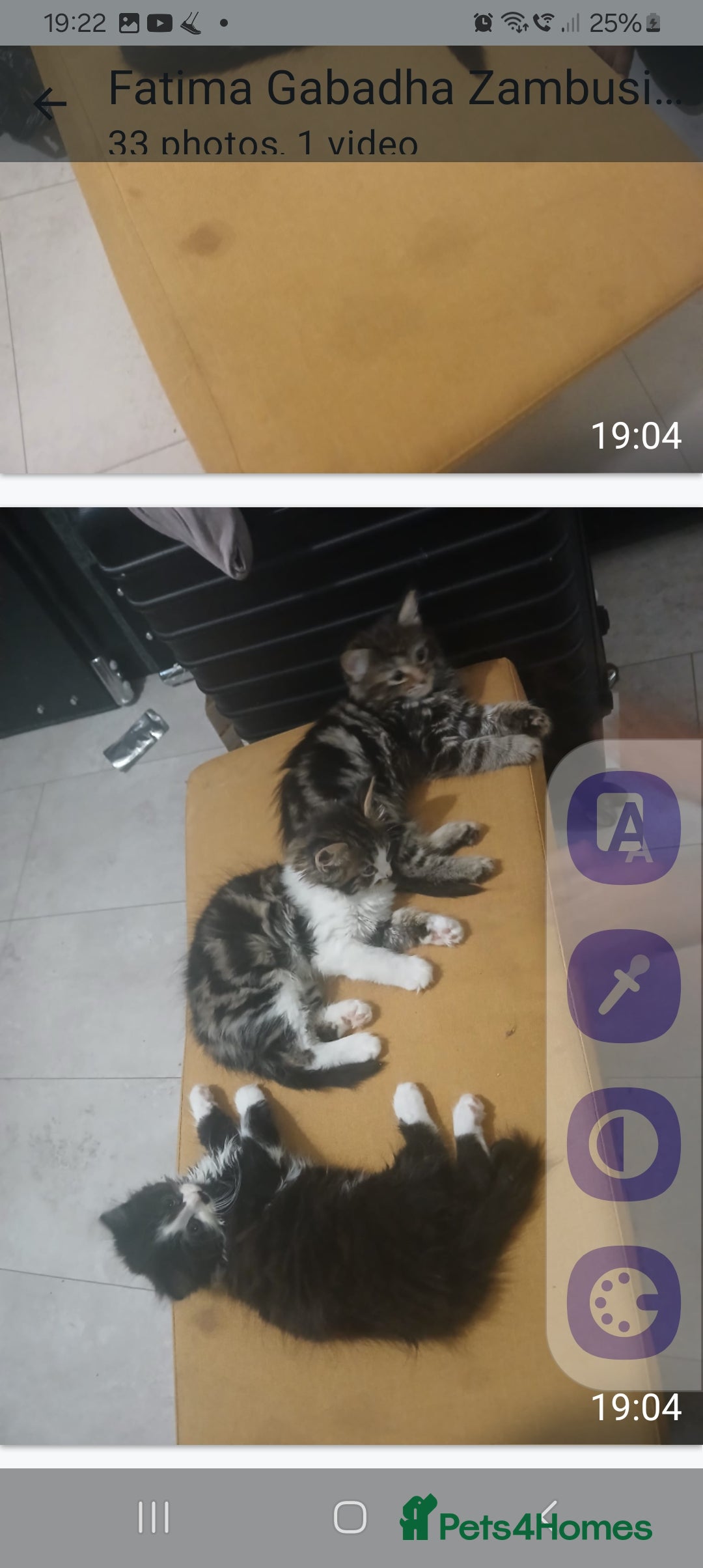 Mixed Breed cats for sale: Fluffs&Sibs - Image 2