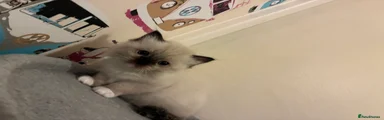 Ragdoll 4