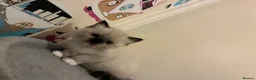 Ragdoll cats for sale: Gccf registered ragdolls - Advert 2