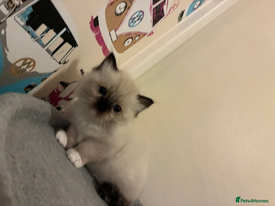 Ragdoll cats for sale: Gccf registered ragdolls - Advert 2