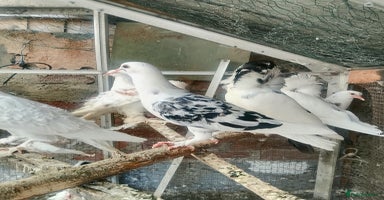 Pigeons birds - Advert 12